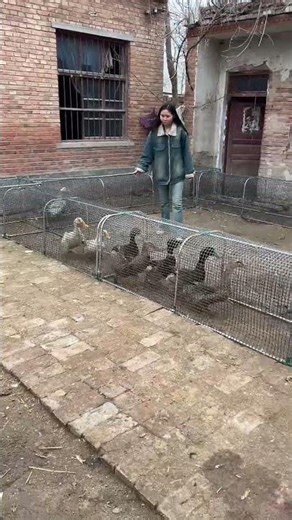 Amazing Cage Farming Setup | Smart Fish & Poultry Cage System 😲🔥 #cages