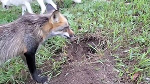 Jagger and Sophie foxes dig delightfully | Saveafox Corporation