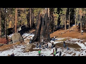 New sequoias take root after fire guts giant trees