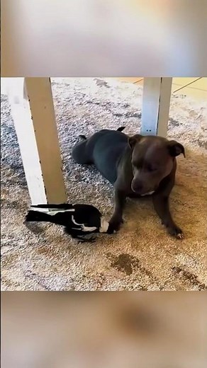 The Unforgettable Friendship of a Magpie and a Dog! 🥰 #animals