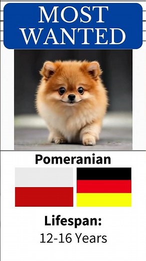 POMERANIAN Life Stages in Seconds | Newborn to Senior 🐶