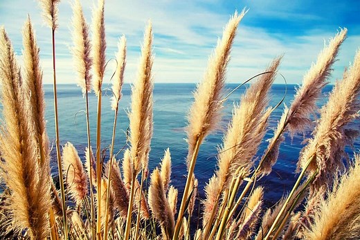 Pampas Grass Growth Rate – A Full Guide - Gardening Dream