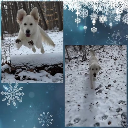 Winnie having some fun while working on her obedience and impulse control over the log jump today 🐾 ♥️ 🐾 | Dynamic K-9
