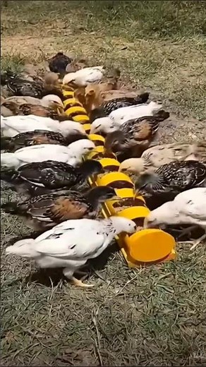 smart feeding tools for chicken farming| #shorts #farming