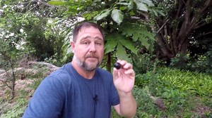 Weird plum fruits on the trunk of tree | Davidson plum rainforest bush tucker plant review
