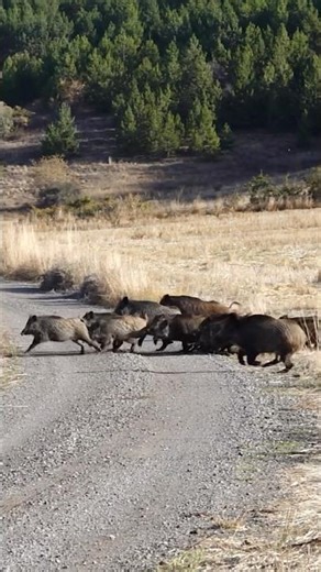 This is not how Africans hunt wild boars | Real Tribal Hunting Scene | African Village Life Short