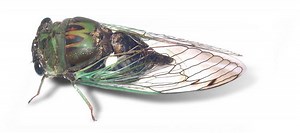 Auchenorrhyncha - Alchetron, The Free Social Encyclopedia