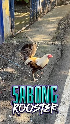 Sabong Rooster Philippines