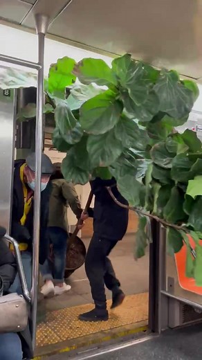 Exploring the NYC Subway: The Giving Tree Stump