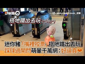 3D小豬動畫超逼真！自帶車票踩球過閘門、搭地鐵出遊｜AR擴增實境｜虛擬｜特效