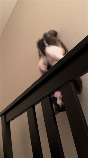 Just hangin 😌 #cat #foryoupage #justhangingaround #catsoftiktok