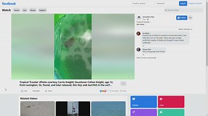 Uncommon fish found on the Outer Banks by vacationers