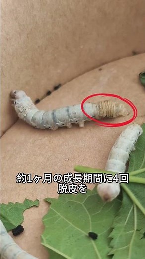 蚕から絹ができるまで。ちゅうごくの伝統「養蚕」の全工程