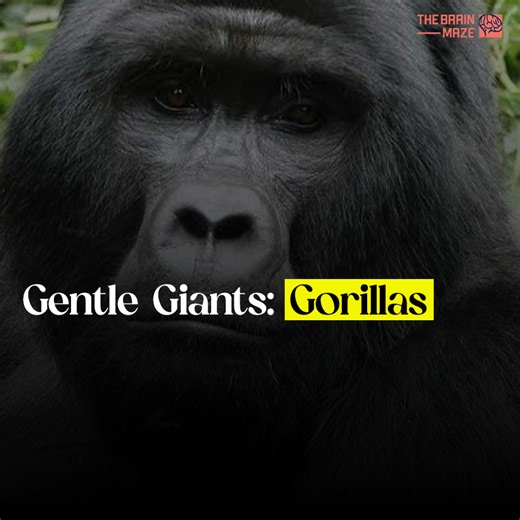 Gorillas, the gentle giants of the animal kingdom, are the largest living primates. These intelligent creatures share over 98% of their DNA with humans and live in family groups led by a dominant silverback male. Primarily herbivores, gorillas inhabit the lush rainforests of equatorial Africa, spending their days foraging for leaves, fruits, and stems. Despite their impressive size and strength, gorillas are peaceful animals known for their gentle nature and complex social behaviors. | The Brain