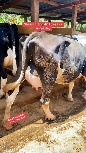 379K views · 6.9K reactions | 拏 Our 40-Litre Dairy Queen! This...