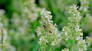 Ammophila (Podalonia) affinis wasp sitting on wild flowers. View macro in wildlife.