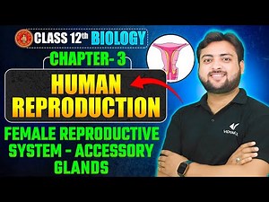 Female Reproductive System- Accessory Glands | Class 12 Biology Chapter 3 | Human Reproduction