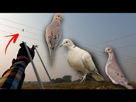 Amazing Birds Hunting Video with SlingShot Ever ❗