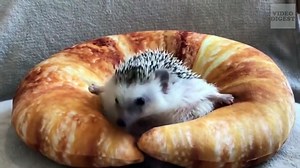 Funny Hedgehog Compilation!