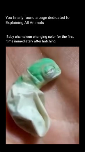 Explaining all animals on Instagram: "This tiny chameleon is changing color for the very first time—just moments after hatching. Color change in chameleons isn’t only for camouflage. It’s controlled by specialized skin cells and helps them regulate body temperature, respond to light, and communicate how they’re feeling, even from birth. As they grow, chameleons develop incredible adaptations like independently moving eyes, gripping feet, curled tails, and lightning-fast tongues to catch insects 