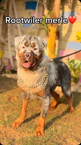 Rootwiler merle❤️ #basemhunt #dogs #dog #doglover #rottweiler | Basem Hunt
