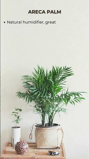 Top 5 Air Purifying Indoor Plants 🌿 | Best Plants for Clean Air at Home