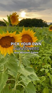 SUNFLOWERS - The Fields at Sunflower Trail open this weekend! 🌻 WHAT: Owners Brock and Tabitha Holbrook’s flower farm covers more than 10 acres and is home to thousands of sunflowers and wildflowers. Pick your own, have professional pictures taken in the fields, and wander through the sunflower maze! 🗓️ WHEN: Opening day is Friday, July 11 🎟️ PRICE: General admission is $10, and children 5 & under get in free! There is a $25 per hour fee for professional photography sessions. 🌼 FLOWERS: Sunf