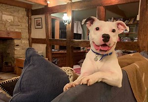 Dog's dumping video went viral and now he has been adopted 🐶❤🐶 Snoop has found his forever home 🏡❤🏡 | Love This