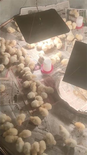 boiler chicken day 1 #boiler #chicken #poltryfarm #poltryfarming