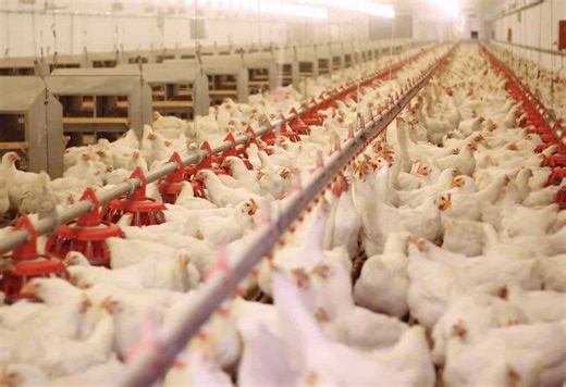 Human activity killed billions of animals in 2025