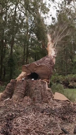 From tough cuts to heavy lifts, Tree Essence showed just what STIHL tools are made of. Built tough, built reliable, built for every challenge. | STIHL