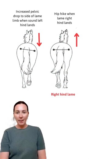 Equimotion | This one was definitely a lot harder! Main thing to remember with a hindlimb lameness: - much like the forelimb, you’re looking for a lift.... | Instagram