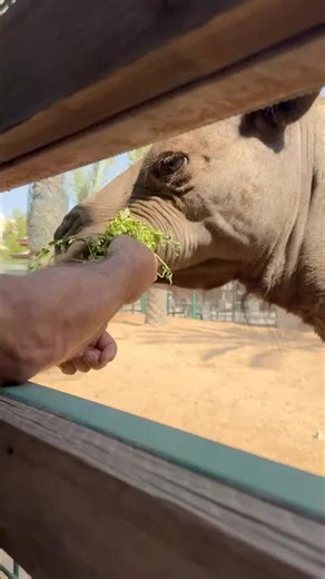 Feeding a strong camel in Dubai