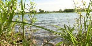 Wetlands provide benefits to pollution in stormwater runoff
