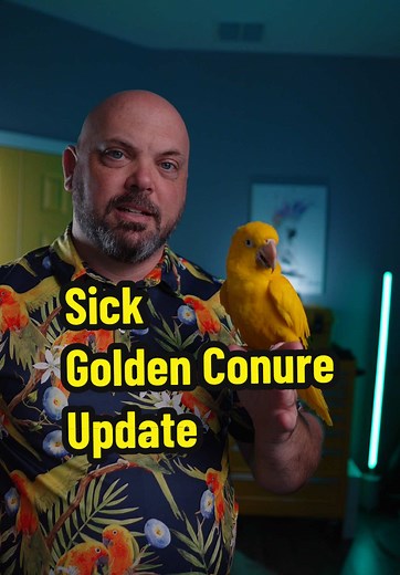 Update on Animal’s illness - and a genetic issue with golden conures! #parrot #aviculture #petbird #pets #exoticanimals #goldenconure #conure