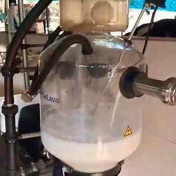 Daily Dairy Farm Work: HF Cow Milking Process #cow #hfcow #dairy #farming #dairycows #dairyfarmers