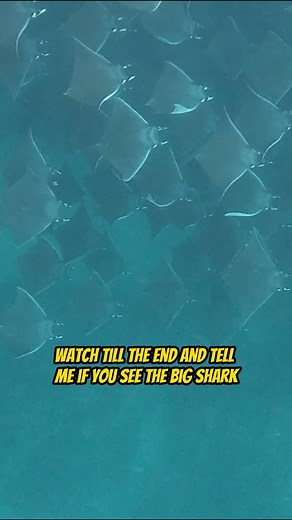 Can you spot the big shark in all the Manta Rays! 😱 Leave a comment! Join “Your Saltwater Guide” today with 400 howto videos showing and teaching you the ways of Saltwater Fishing including an active fishing community posting fish reports for Southern California every day on my mobile app! Join in on the action! Your Saltwater Guide App Available Now on the App Store & Google Play Store! Your Saltwater Guide is Sponsored by Promar & Ahi USA. #shark #mantaray #cabo #sportfishing #fishinglife #fi
