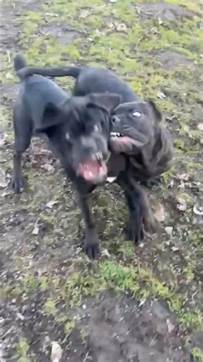 Cane Corso Puppies Playing Together at the Dog Park 🐶🐾 | Friendly Socialization & Temperament