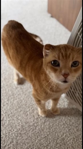 Archie has a secret. He’s a SuperCat. 😹😹 | Adventures of Sherlock Holmes & Dr. John Watson