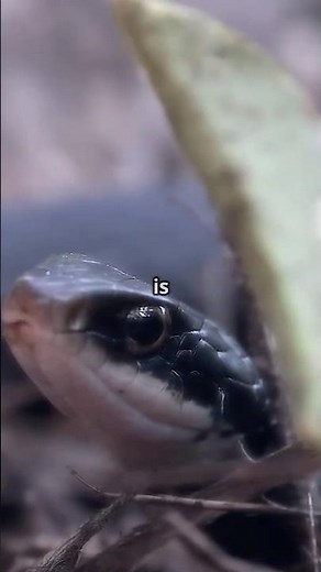 Blue Racer Snake. (Look this one up for better images)