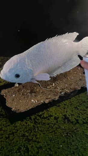 Master Taxidermy: Practice Makes Perfect! #Art #Pet #Specimen