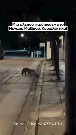 Μια αλεπού «τρύπωσε» στο Μέγαρο Μαξίμου. Κυριολεκτικά!