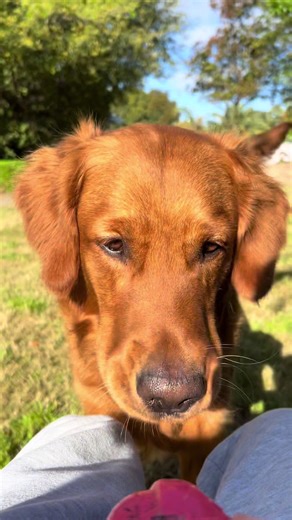 LIVIN’ ☀️🤟🏼 #goldenretriever #redgoldenretriever
