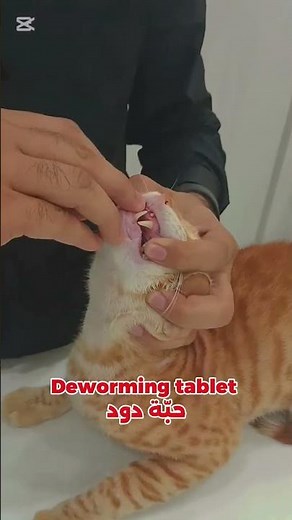 how to give a pill to cats