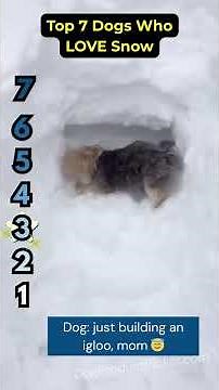 Top 7 Dogs Who LOVE Snow Ranked ❄️🐶
