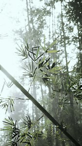 Bamboo Plant Standing Amidst Forest, vertical