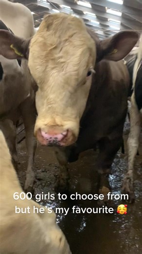 Girls Milking Cows on the Farm | Women in Agriculture TikTok