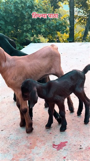 Er. Sailendra Giri (@sailendragiri)’s videos with Chinta Chhaina Kei - Pashupati Sharma & Sita Kc