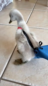 Rescue a baby swan covered in files #rescue #animal #rescueanimals #swan | Dr. Digamber Singh Fans Club