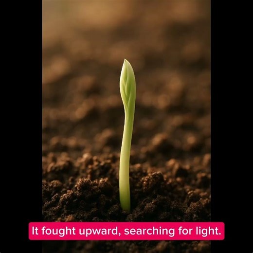 Corn Growing From Seed to Harvest 🌽 | Time-Lapse
